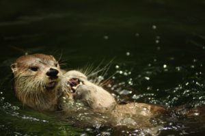 Otter