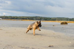 dog on beach